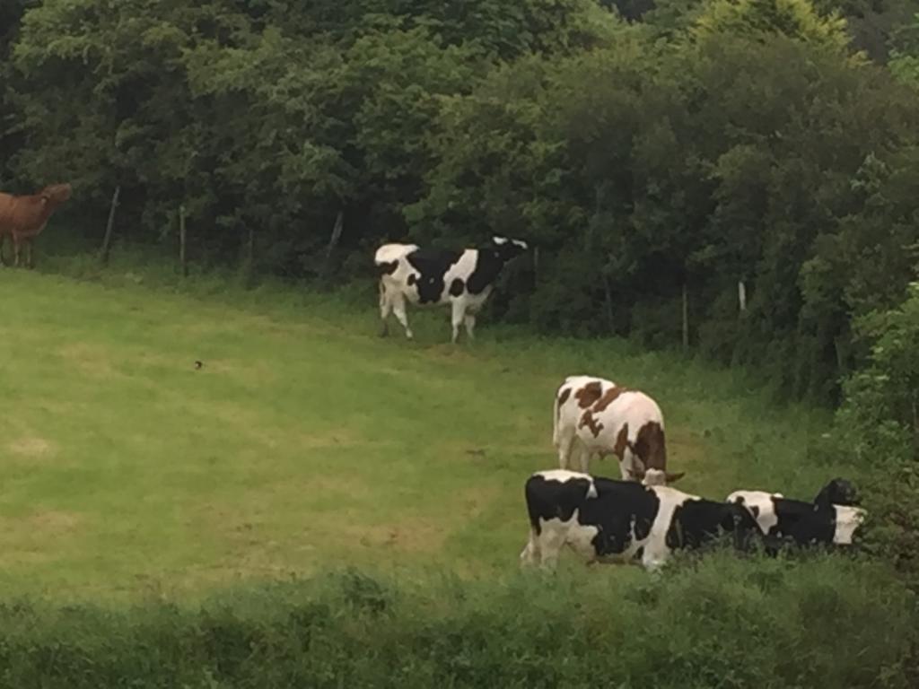 Melorne Farm Bed & Breakfast Camelford Bagian luar foto
